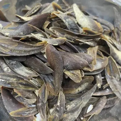 Operculum Shell by 99 Gold Data Processing Trading Company Limited