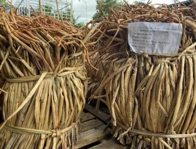 Dried Natural Water Hyacinth by 99 Gold Data Processing Trading Company Limited