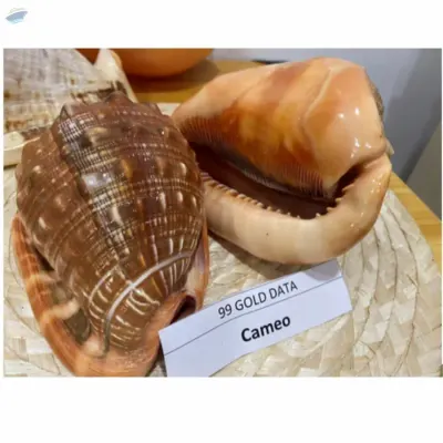 Seashell For Craft, Decoration, Fish Tank by 99 Gold Data Processing Trading Company Limited