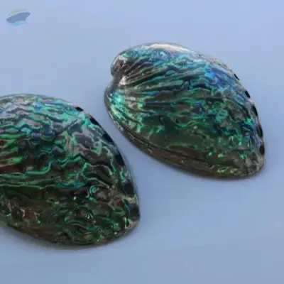 Abalone Seashell by 99 Gold Data Processing Trading Company Limited
