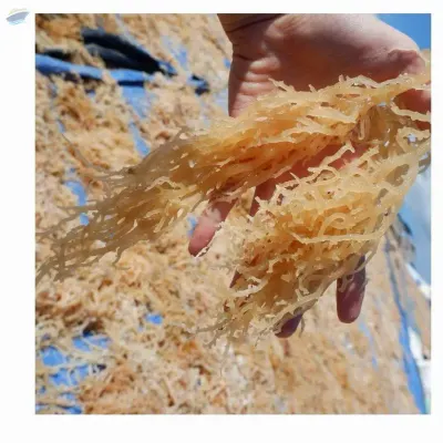 Dried Seamoss/Irish Moss/Eucheuma Cottonii by 99 Gold Data Processing Trading Company Limited