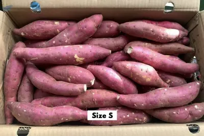 Sweet Potato Beniazuma Factory by 99 Gold Data Processing Trading Company Limited