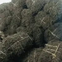 Dried Black Grass Jelly Leaves by 99 Gold Data Processing Trading Company Limited
