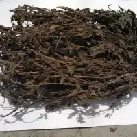 Dried Grass Jelly Leaves At Best Price by 99 Gold Data Processing Trading Company Limited