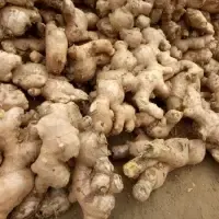 Fresh Ginger (pita) by 99 Gold Data Processing Trading Company Limited