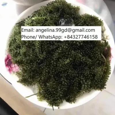 Seaweed Grapes by 99 Gold Data Processing Trading Company Limited