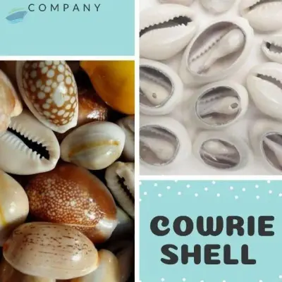 Cowrie Shell From Vietnam by 99 Gold Data Processing Trading Company Limited