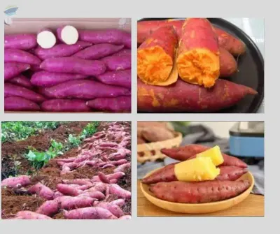 Sweet Potatoes