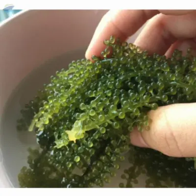 Sea Grape by 99 Gold Data Processing Trading Company Limited