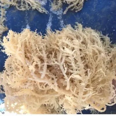 Dried Seamoss / Irish moss/Seaweed by 99 Gold Data Processing Trading Company Limited