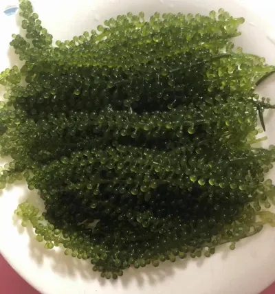 Dehydrated Sea Grapes by 99 Gold Data Processing Trading Company Limited