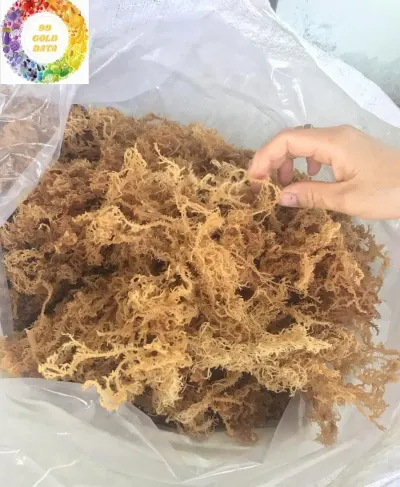Dried Golden Sea Moss by 99 Gold Data Processing Trading Company Limited