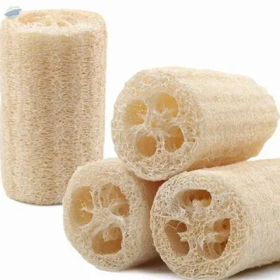 Loofah - Best Price From Vietnam by 99 Gold Data Processing Trading Company Limited