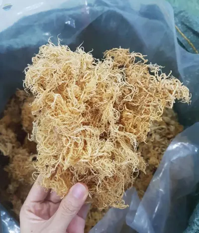 Seamoss/Irish Moss/Eucheuma Cottonii by 99 Gold Data Processing Trading Company Limited