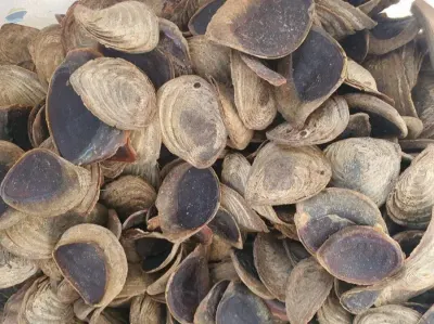 Murex Operculum 99 Gold Data Vietnam by 99 Gold Data Processing Trading Company Limited
