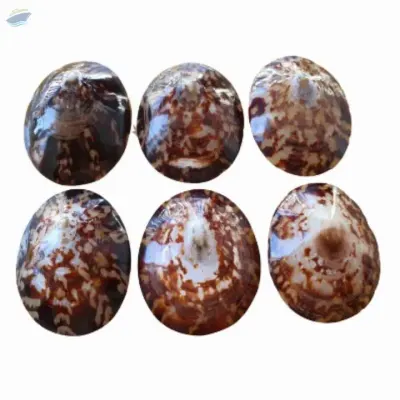Limpet Shell for Making Jewelry by 99 Gold Data Processing Trading Company Limited