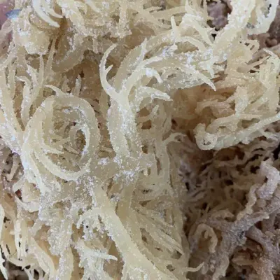 High Quality Seamoss With Cheap Price by 99 Gold Data Processing Trading Company Limited
