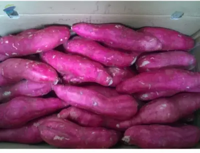 Sweet Potato by 99 Gold Data Processing Trading Company Limited