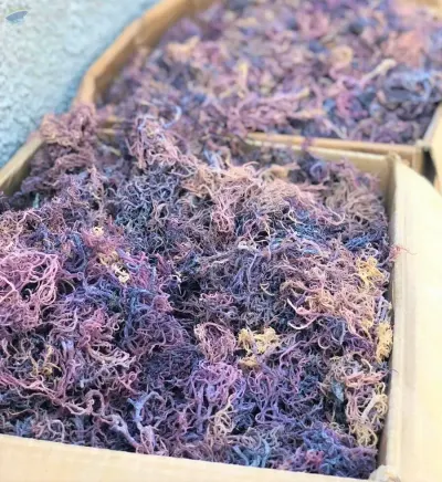 Dried Sea Moss - Irish Moss by 99 Gold Data Processing Trading Company Limited
