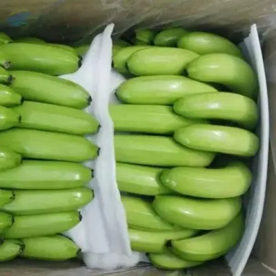 Fresh cavendish banana best price by 99 Gold Data Processing Trading Company Limited