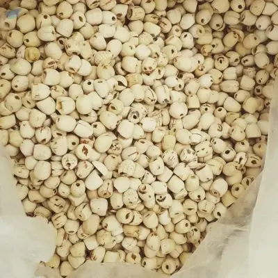Lotus Seed by 99 Gold Data Processing Trading Company Limited