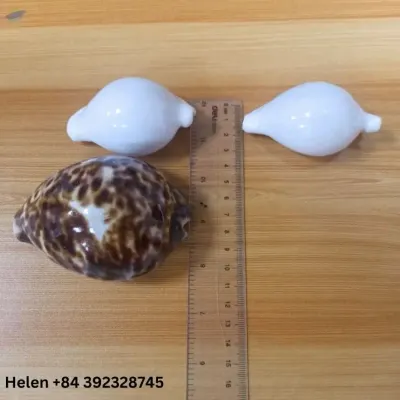 Egg Cowrie Sea Shell by 99 Gold Data Processing Trading Company Limited