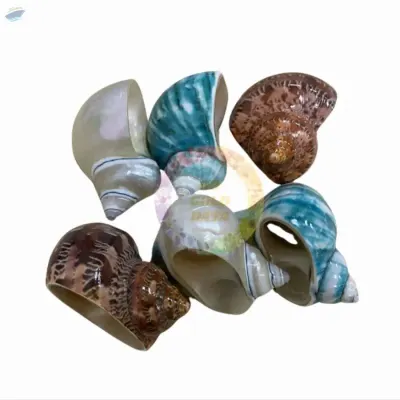 Sea Shell by 99 Gold Data Processing Trading Company Limited