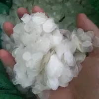 Fish Scale, Tilapia/ Seabass/ Snakehead Fish by 99 Gold Data Processing Trading Company Limited