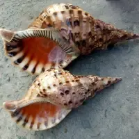 Seashells, Shrimp, Crab, Giant Snail Shell