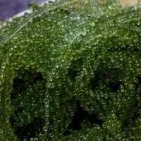 Fresh Sea Grapes Dried Sea Grapes by 99 Gold Data Processing Trading Company Limited