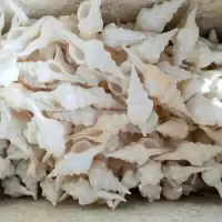 Natural Seashells by 99 Gold Data Processing Trading Company Limited
