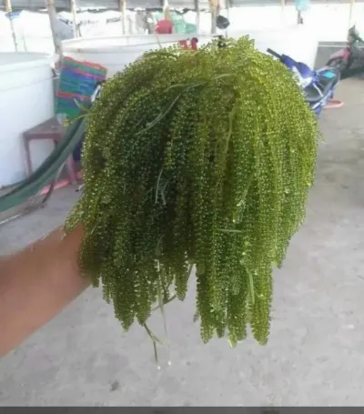 Sea Grapes Lato by 99 Gold Data Processing Trading Company Limited