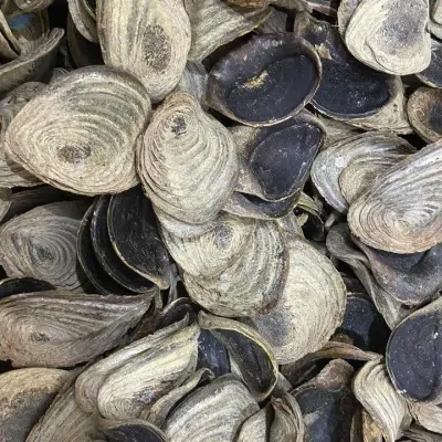 Dried Murex Operculum by 99 Gold Data Processing Trading Company Limited
