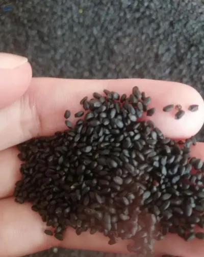 Dried Basil Seed For Juice Drink by 99 Gold Data Processing Trading Company Limited