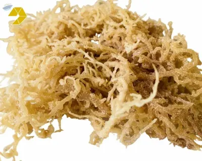 Gold Salted Seamoss by 99 Gold Data Processing Trading Company Limited