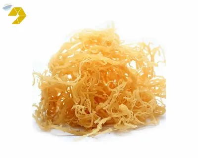 Dried Sea Moss For Exporting by 99 Gold Data Processing Trading Company Limited