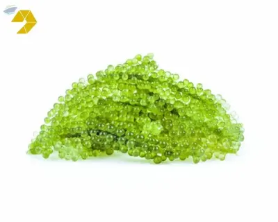 Organic Sea Grape From VietNam by 99 Gold Data Processing Trading Company Limited
