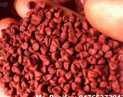 Dried Annatto Seeds - Cooking Spices by 99 Gold Data Processing Trading Company Limited