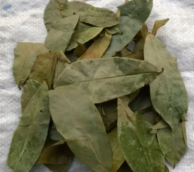 Soursop Leaves Dried by 99 Gold Data Processing Trading Company Limited
