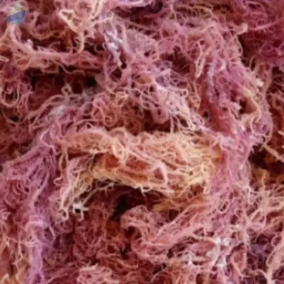 Purple Sea Moss For Making Gel by 99 Gold Data Processing Trading Company Limited