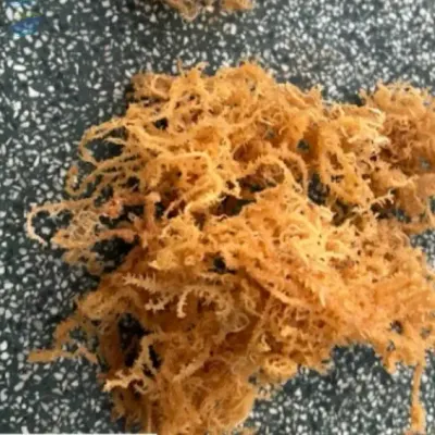 Golden Sea Moss For Making Gel by 99 Gold Data Processing Trading Company Limited