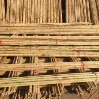 Bamboo Pole/Dried Bamboo by 99 Gold Data Processing Trading Company Limited