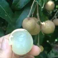 Fresh Longan by 99 Gold Data Processing Trading Company Limited