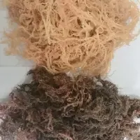 Dried Golden/purple Seamoss by 99 Gold Data Processing Trading Company Limited