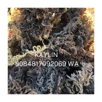 Sea Moss Vietnam by 99 Gold Data Processing Trading Company Limited