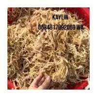 Golden Sea Moss Wildcrafted Cottonii Irish Moss