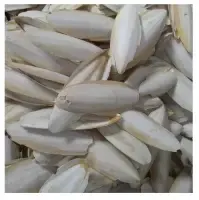 Wholesale Cuttlefish Bone by 99 Gold Data Processing Trading Company Limited