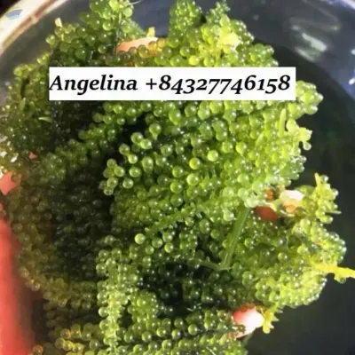 Wholesale Seaweed Grapes Cheap Price by 99 Gold Data Processing Trading Company Limited