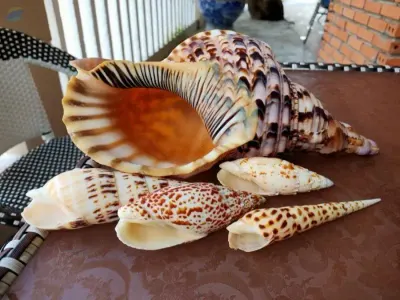 Male/Female Conch Shells by 99 Gold Data Processing Trading Company Limited