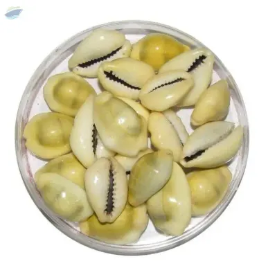 Cowrie Shells by 99 Gold Data Processing Trading Company Limited